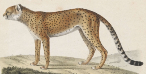 Jachtluipaard - before 1842
