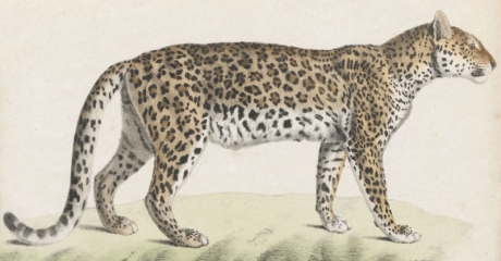 Luipaard - before 1842