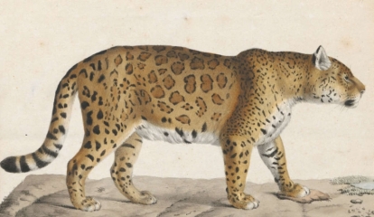 Jaguar - before 1842