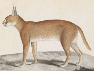 Caracal - before 1842