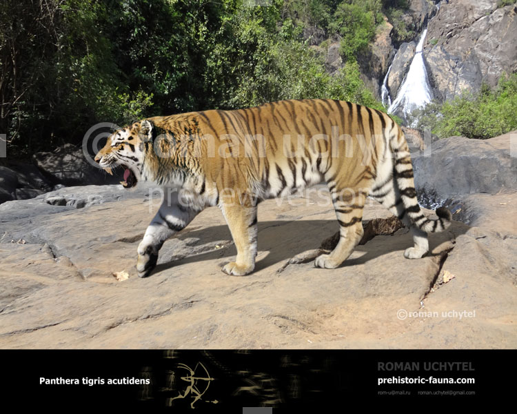 Тигр в древнем мире. Panthera Tigris Tigris. Panthera Tigris acutidens размер. Плейстоценовый тигр. Доисторический тигр.