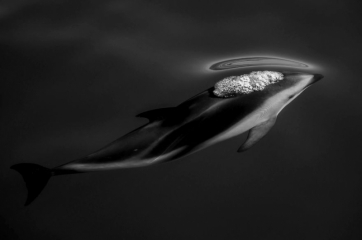 Третье место, Природа: 'Dusky Dolphins', автор: Scott Portelli